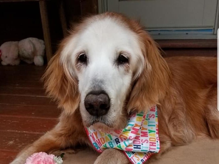 Golden retriever celebrates her milestone 20th birthday, double the average age The Independent The Independent image
