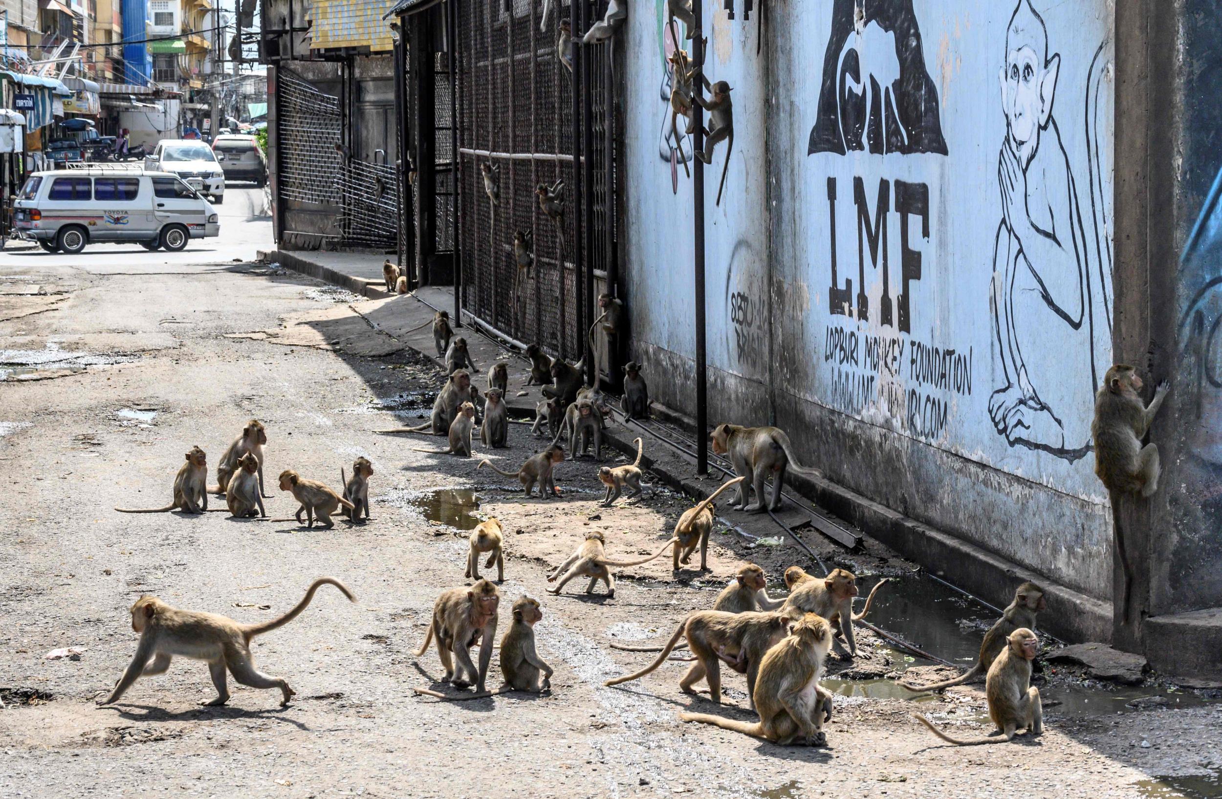Longtail macaques gather along a street in the town of Lopburi, some 155 km north of Bangkok, on 20 June, 2020.