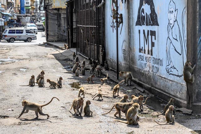 Longtail macaques gather along a street in the town of Lopburi, some 155 km north of Bangkok, on 20 June, 2020.