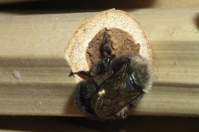 Species of mason bee are effective pollinators and are among wild bees most likely to use bee nests