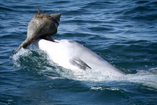 A dolphin in Shark Bay, Western Australia, using the 'shelling' technique to catch prey