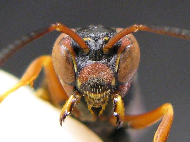 A Polistes fuscatus paper wasp is looking at you.