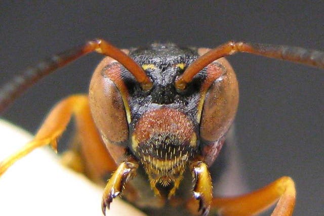 A Polistes fuscatus paper wasp is looking at you.