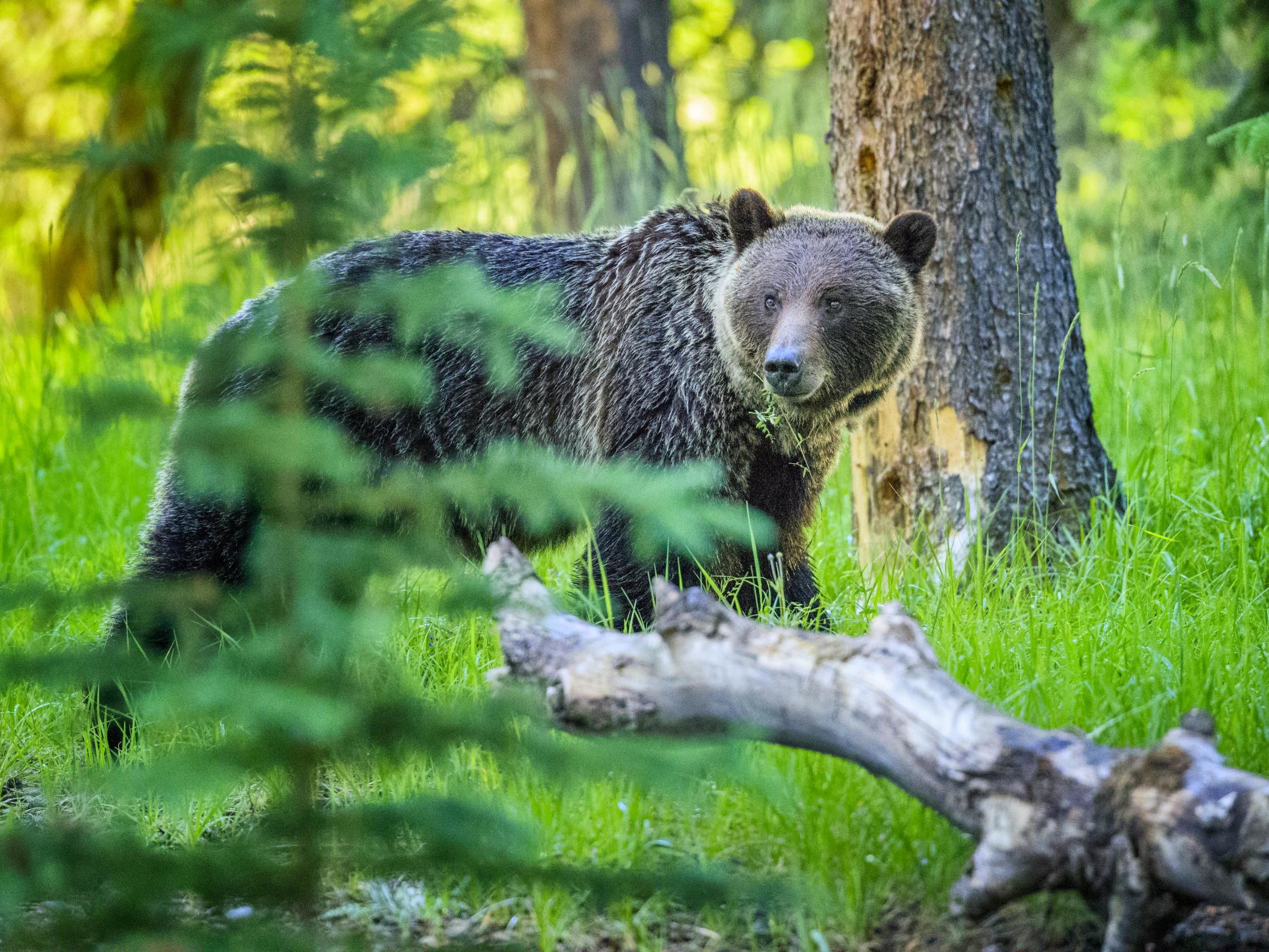 Authorities ordered to kill wild bear after attack on father and son in Italy