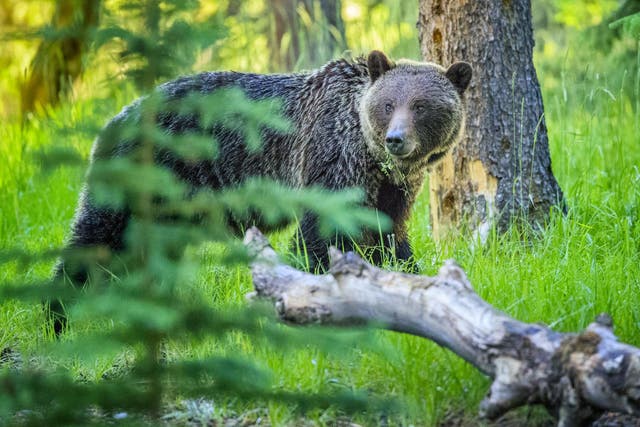 A bear attacked two men in the woods in northern Italy earlier this week