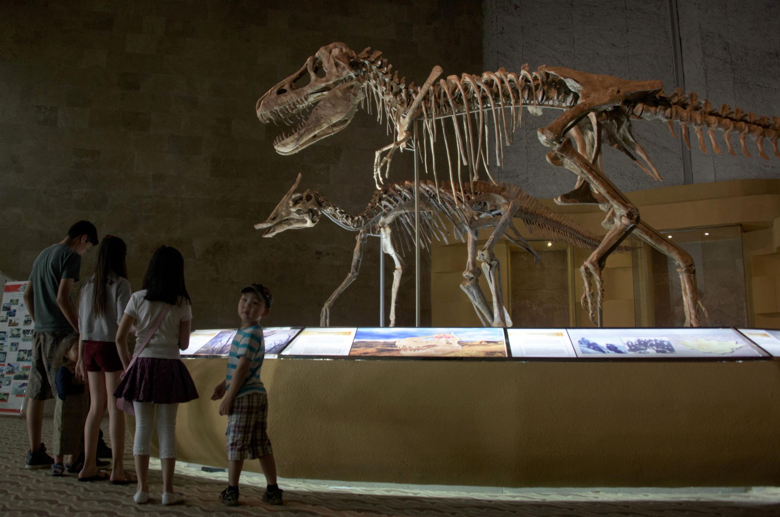 Visitors to Ulaanbaatar's Central Museum of Mongolian Dinosaurs view Tyrannosaurus bataar skeletons