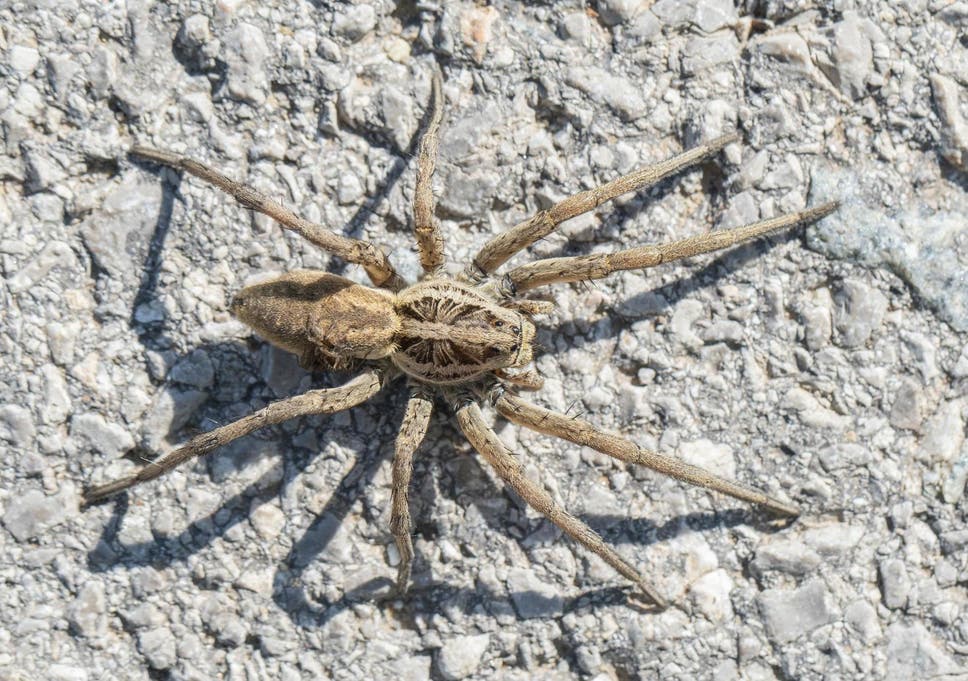 https://www.independent.co.uk/environment/climate-crisis-arctic-spider-warm-temperature-change-a9588141.html