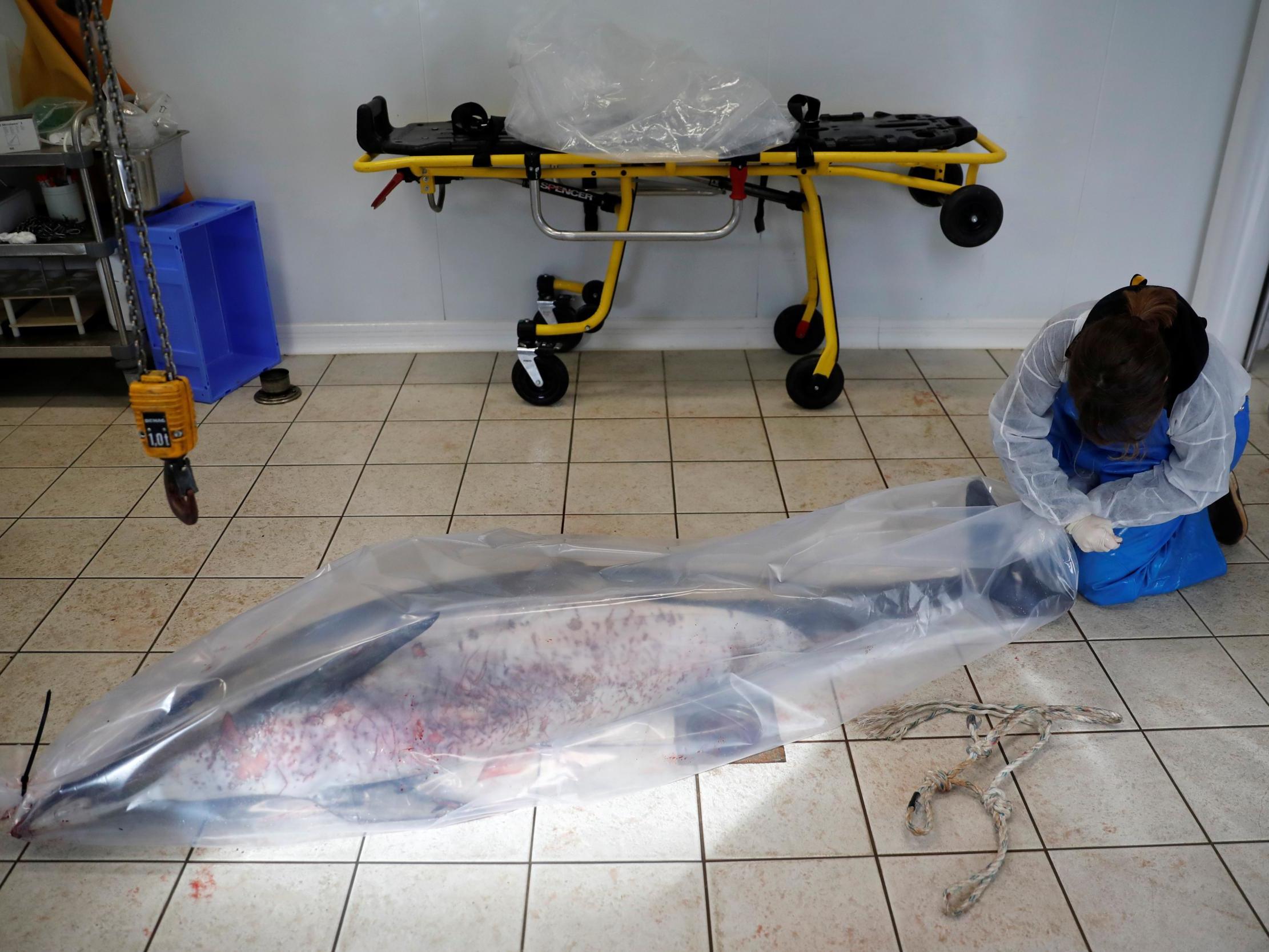 An expert at the Observatoire Pelagis packs in a bag the body of a dolphin, which was found dead on a beach, in a cold room at their marine research station in La Rochelle, France