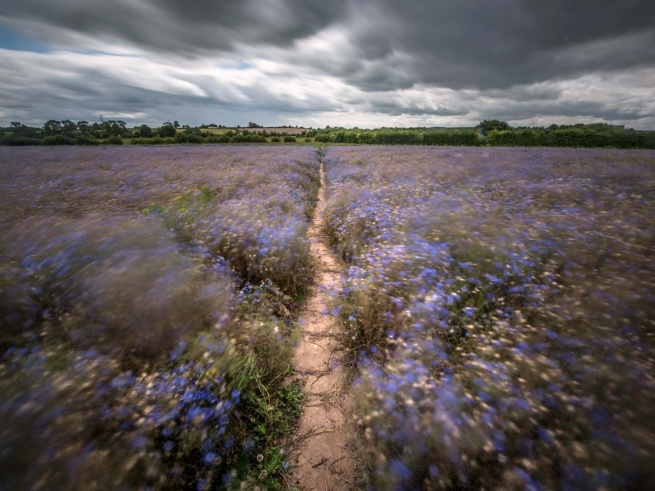 A long exposure shows movement in a cornflower field from the wind at Tithby, Nottinghamshire, as rain, wind and weather warnings are bringing an end to the sweltering June heatwave