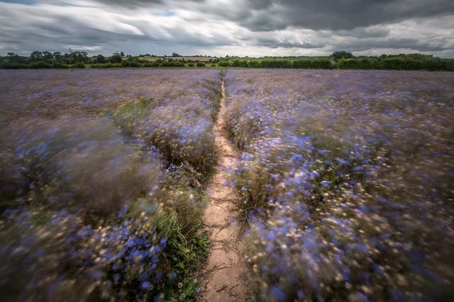 A long exposure shows movement in a cornflower field from the wind at Tithby, Nottinghamshire, as rain, wind and weather warnings are bringing an end to the sweltering June heatwave