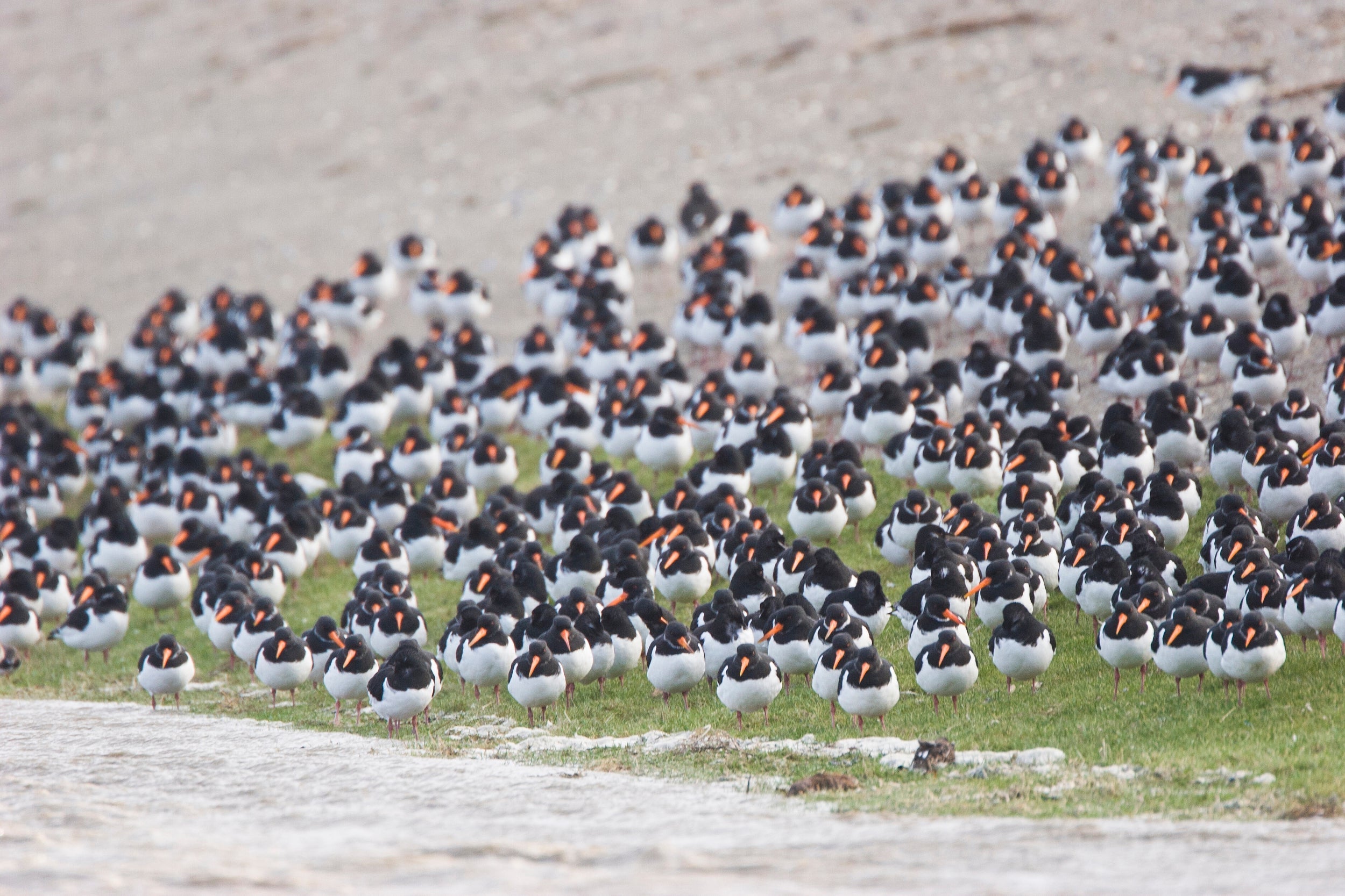 The oystercatcher population has declined by 35 per cent over the past 25 years (iStock)