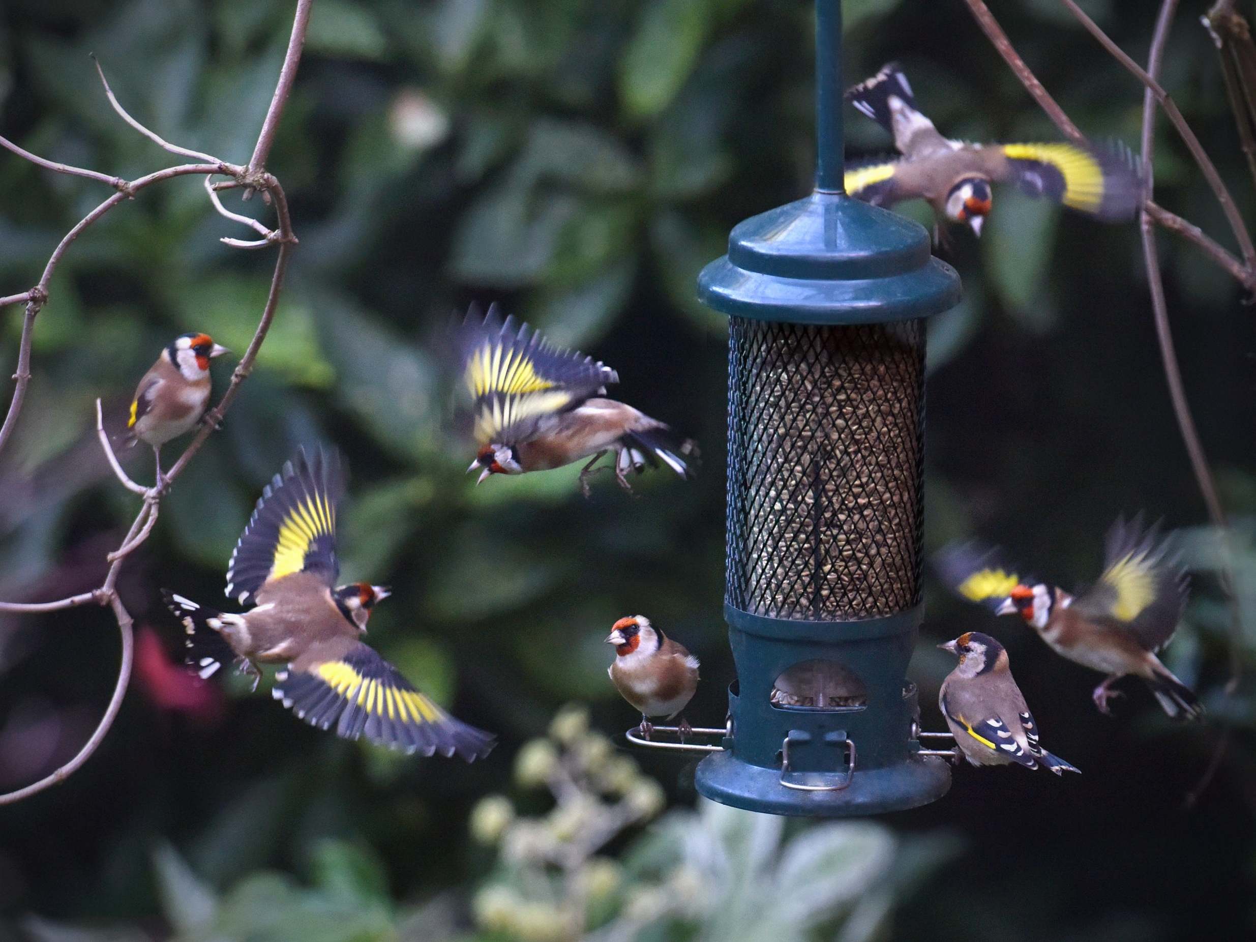 Goldfinches gather for a snack at a garden feeder