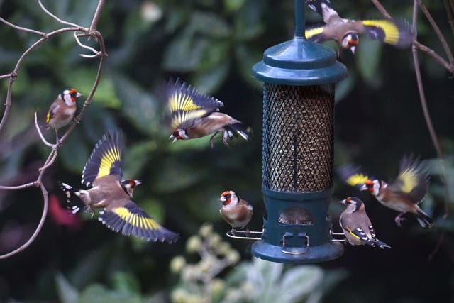 Goldfinches gather for a snack at a garden feeder
