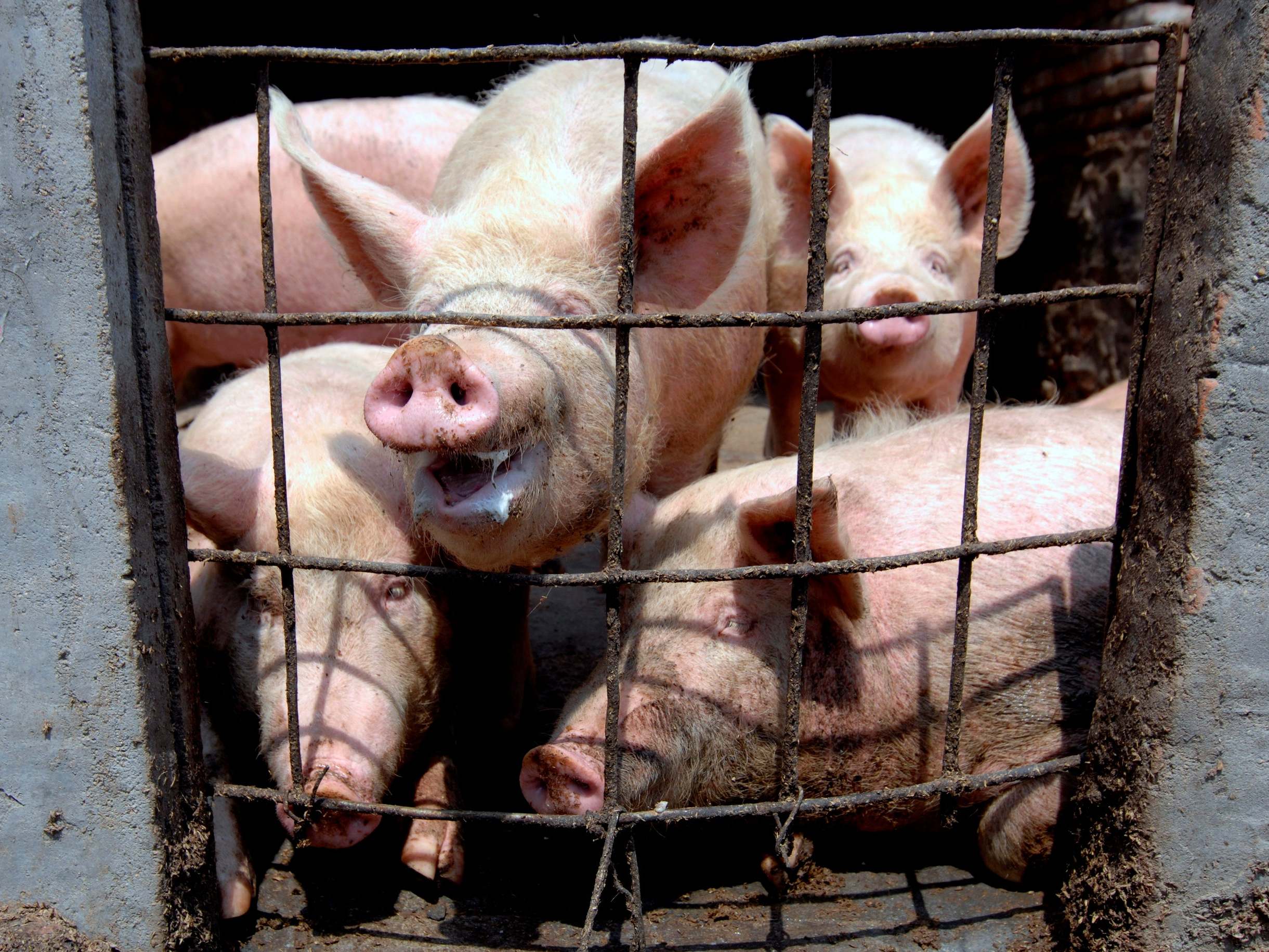 Researchers who studied pigs at Chinese farms have detected a new type of flu virus with pandemic potential