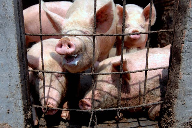 Researchers who studied pigs at Chinese farms have detected a new type of flu virus with pandemic potential