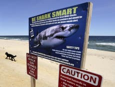 Officials warn of great white sharks in Cape Cod ahead of 4th of July 