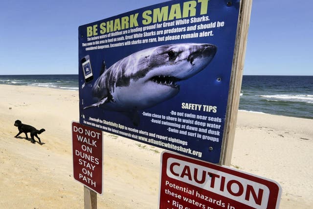 Officials are reminding visitors ahead of the 4 July that the Cape Cod remains a popular getaway for great white sharks