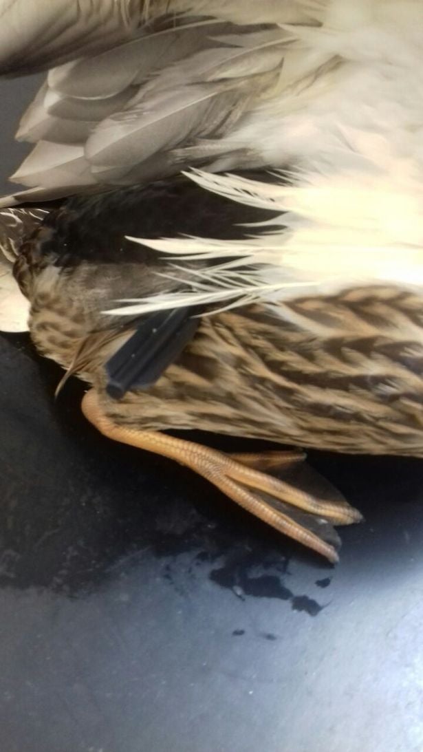 A member of the public found the bird on Saturday and reported the incident to SPCA