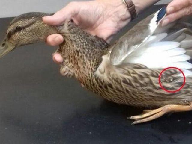 Duck was found near a canal in Falkirk, Scotland