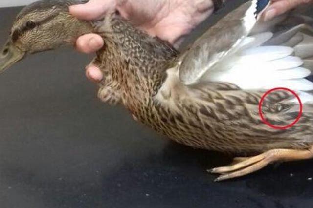 Duck was found near a canal in Falkirk, Scotland