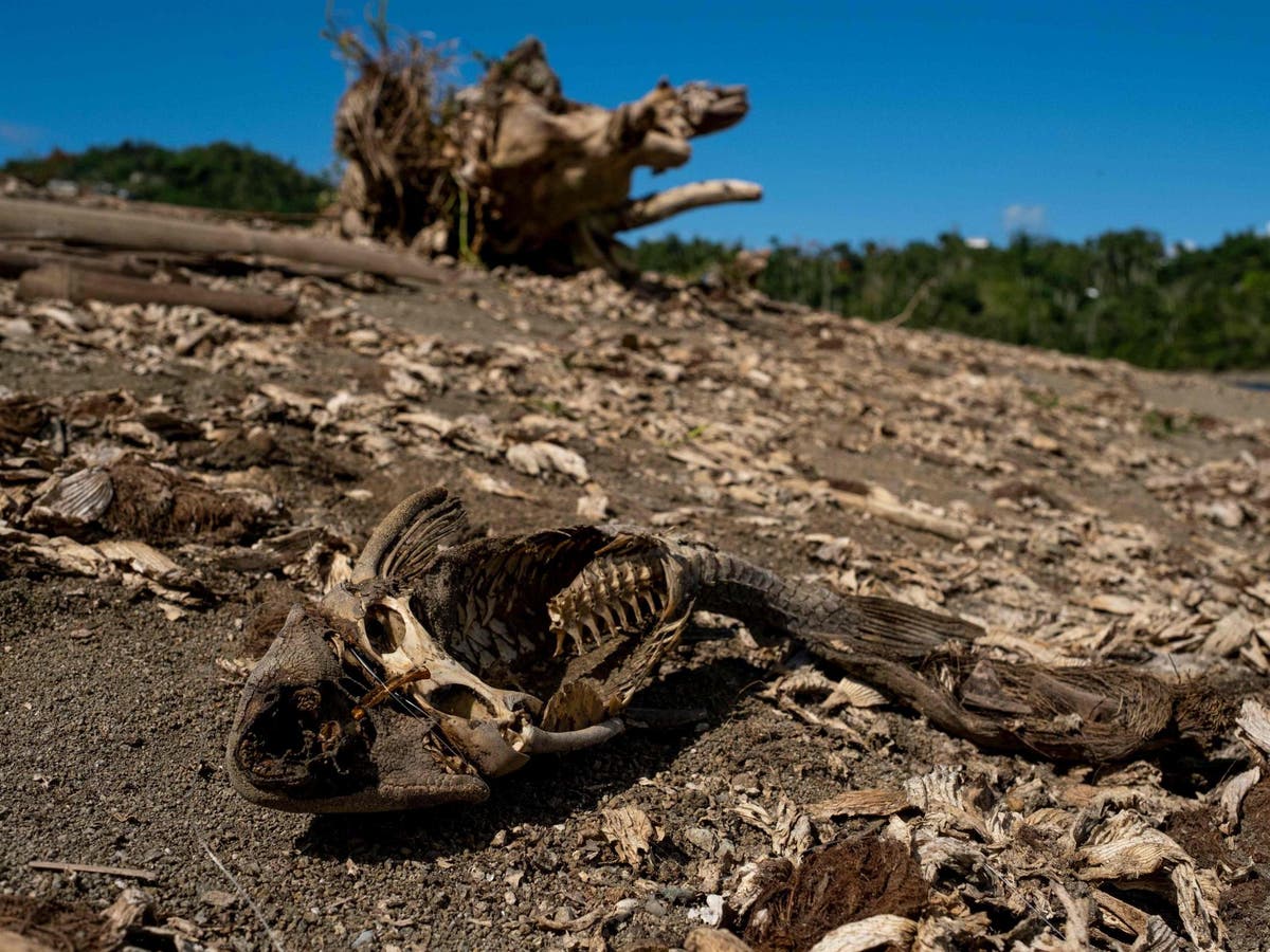 Puerto Rico declares state of emergency as drought leaves 140,000 ...