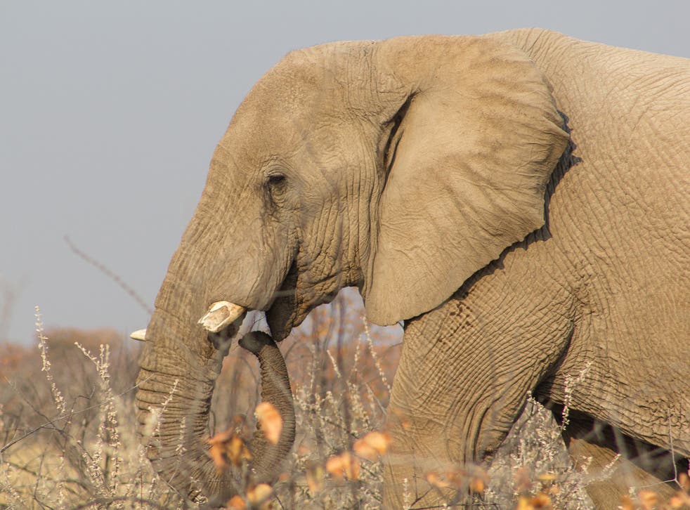 Close-up of African elephant with cut tusks to avoid poaching in Etosha National Park, Namibia