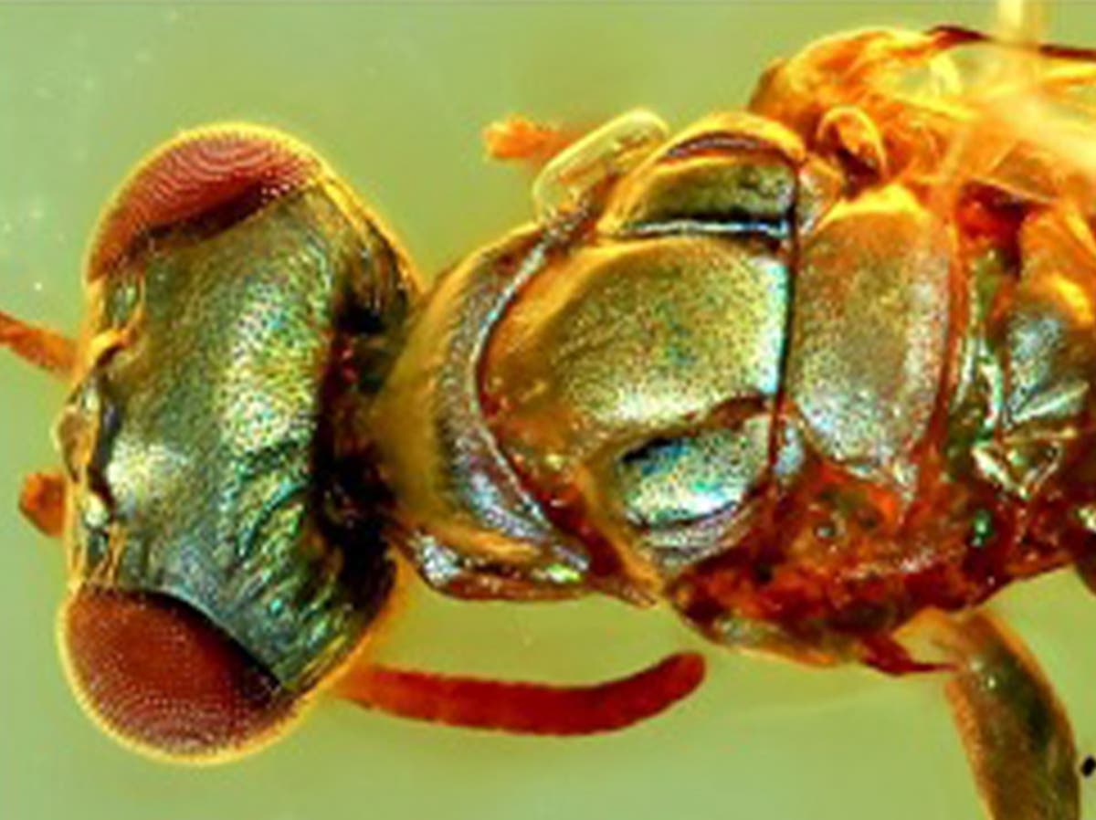 'Extraordinary' amber fossils reveal how ancient insects used colour for camouflage