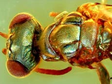 'Extraordinary' amber fossils reveal colours of ancient insects 
