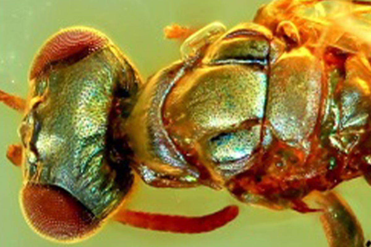 'Extraordinary' amber fossils reveal how ancient insects used colour ...