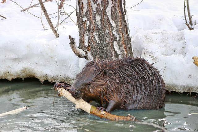 Beavers in Alaska are moving into new territories as the climate warms up due to human activity