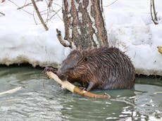 Beaver boom in warming Arctic ‘risks releasing greenhouse gases’
