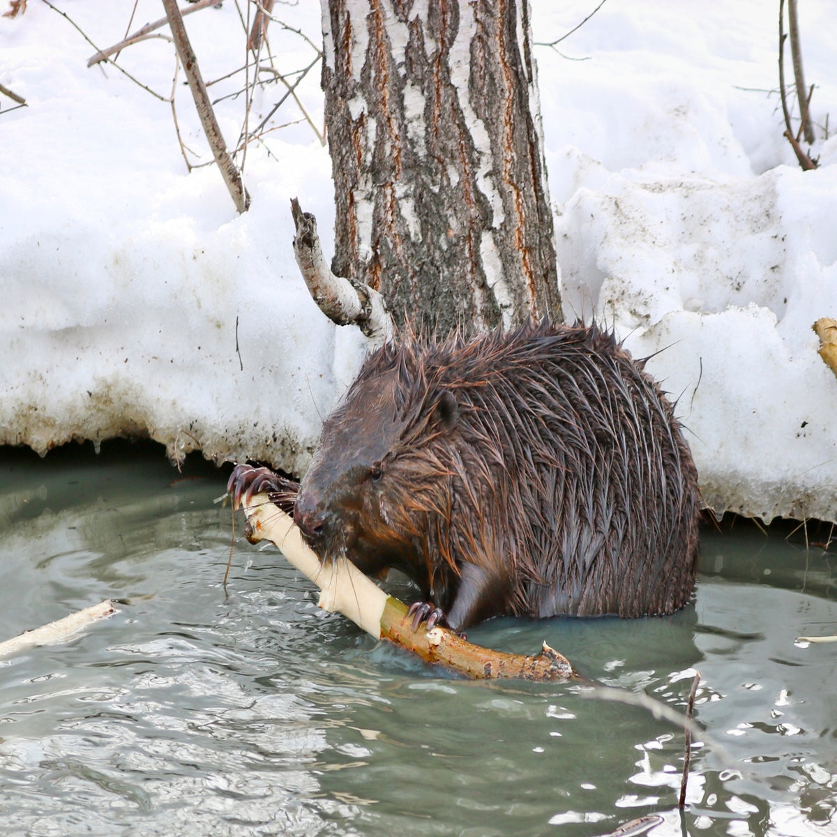 Eurasian beavers: a keystone species that keep waterways clean