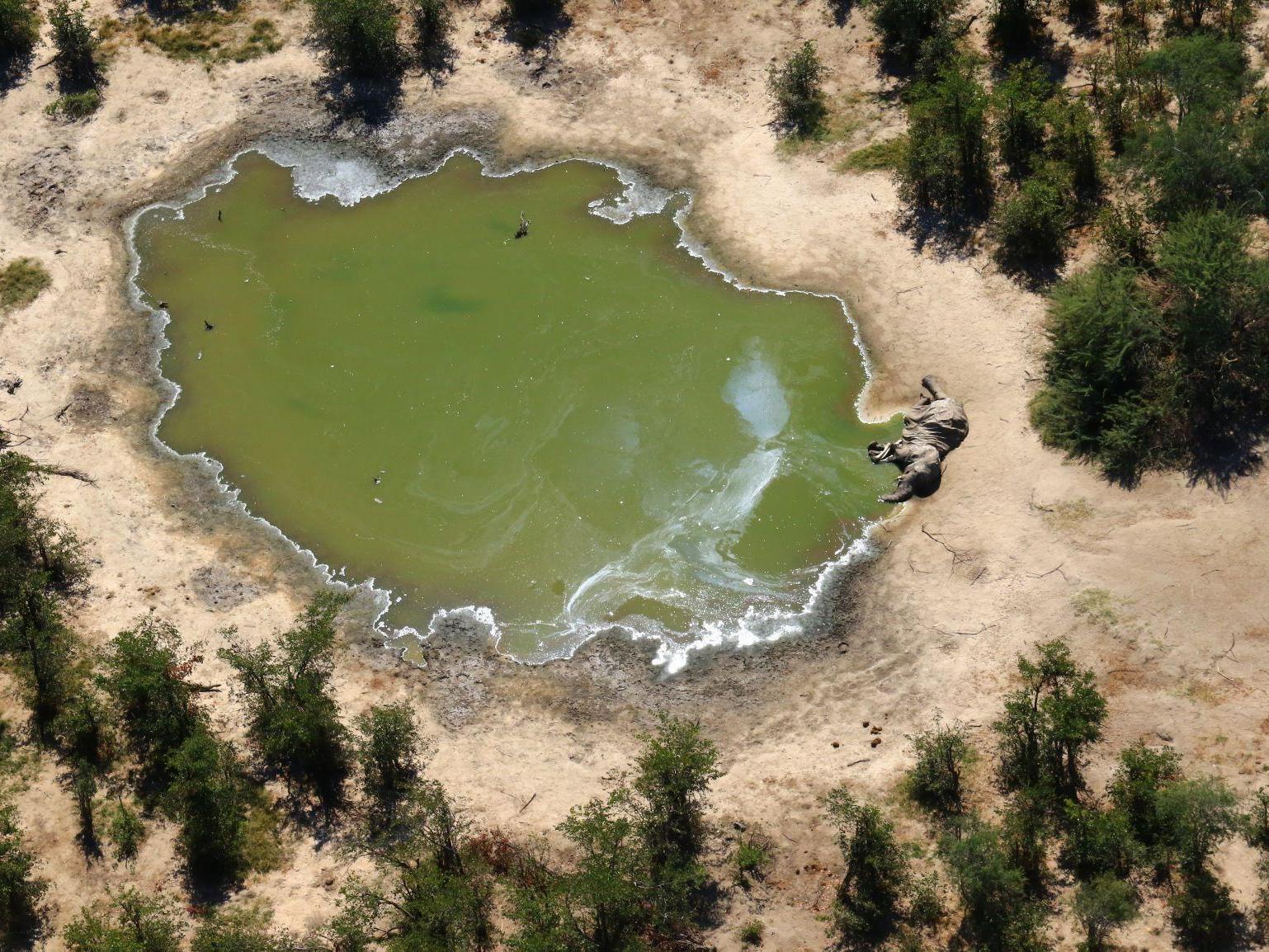 An aerial shot of an elephant found dead at a watering hole in the Okavango Delta, Botswana