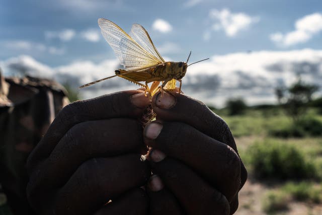 A lower-tech, but still environmentally friendly way of combating locusts is eating them