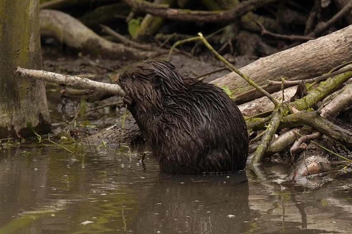 Beavers born in Essex for 'first time since Middle Ages' | The ...