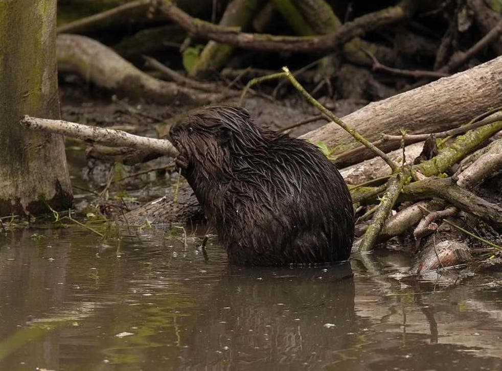 One of a pair of baby beavers, or kits, born in Essex - the first born in the county for over 400 years