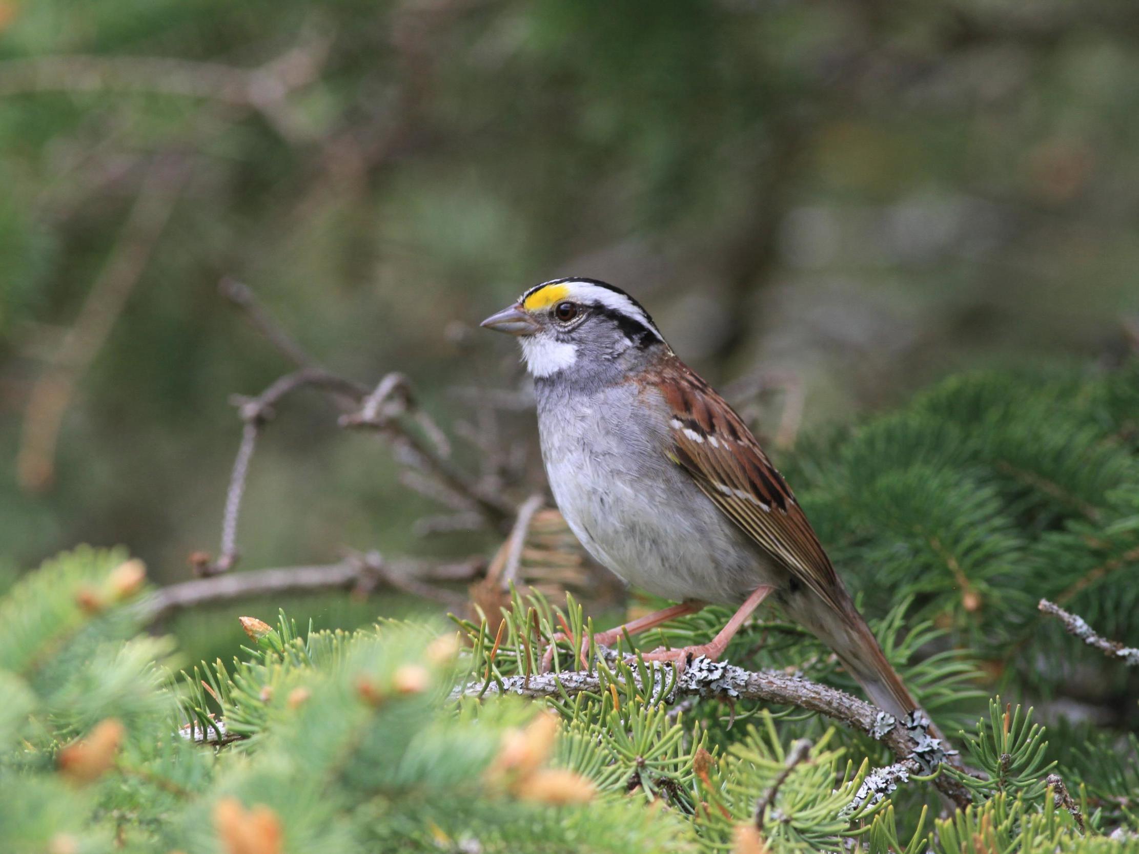White-throated sparrows have changed their tune en masse