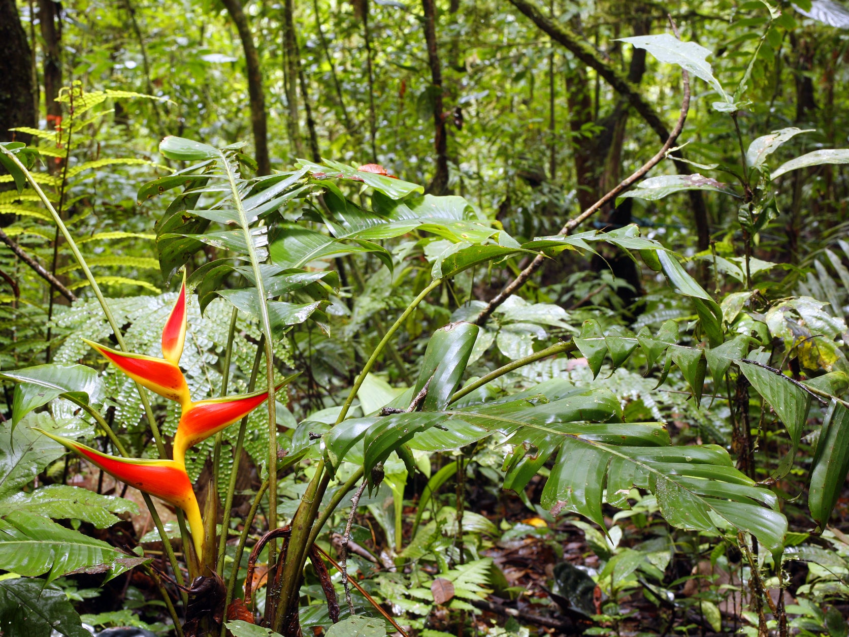 The Ecuadorian Amazon. By 2070 many tropical plants will be at high risk due to rising temperatures