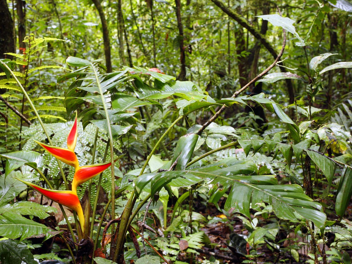 Цветы влажных экваториальных лесов