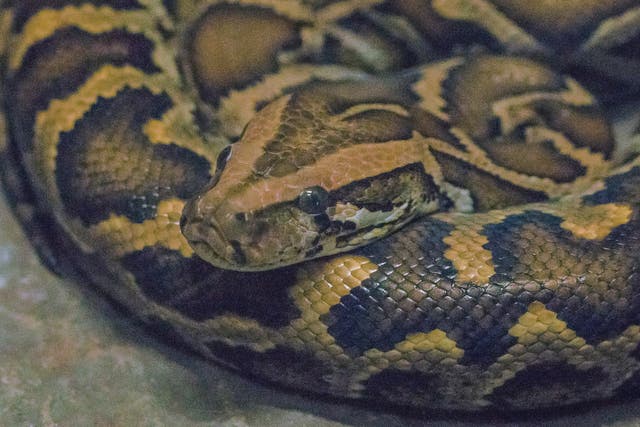 Florida is a hotspot for alien species among continental regions, including the Burmese python