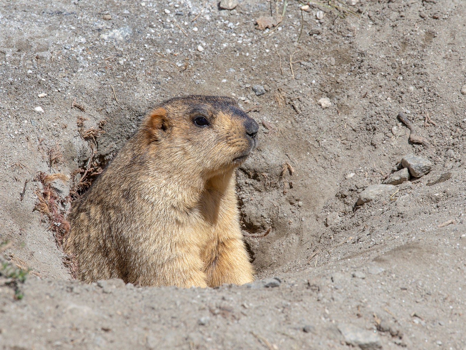 Two plague cases have been linked to marmots in Mongolia