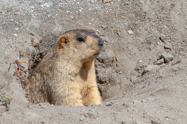 Two plague cases have been linked to marmots in Mongolia
