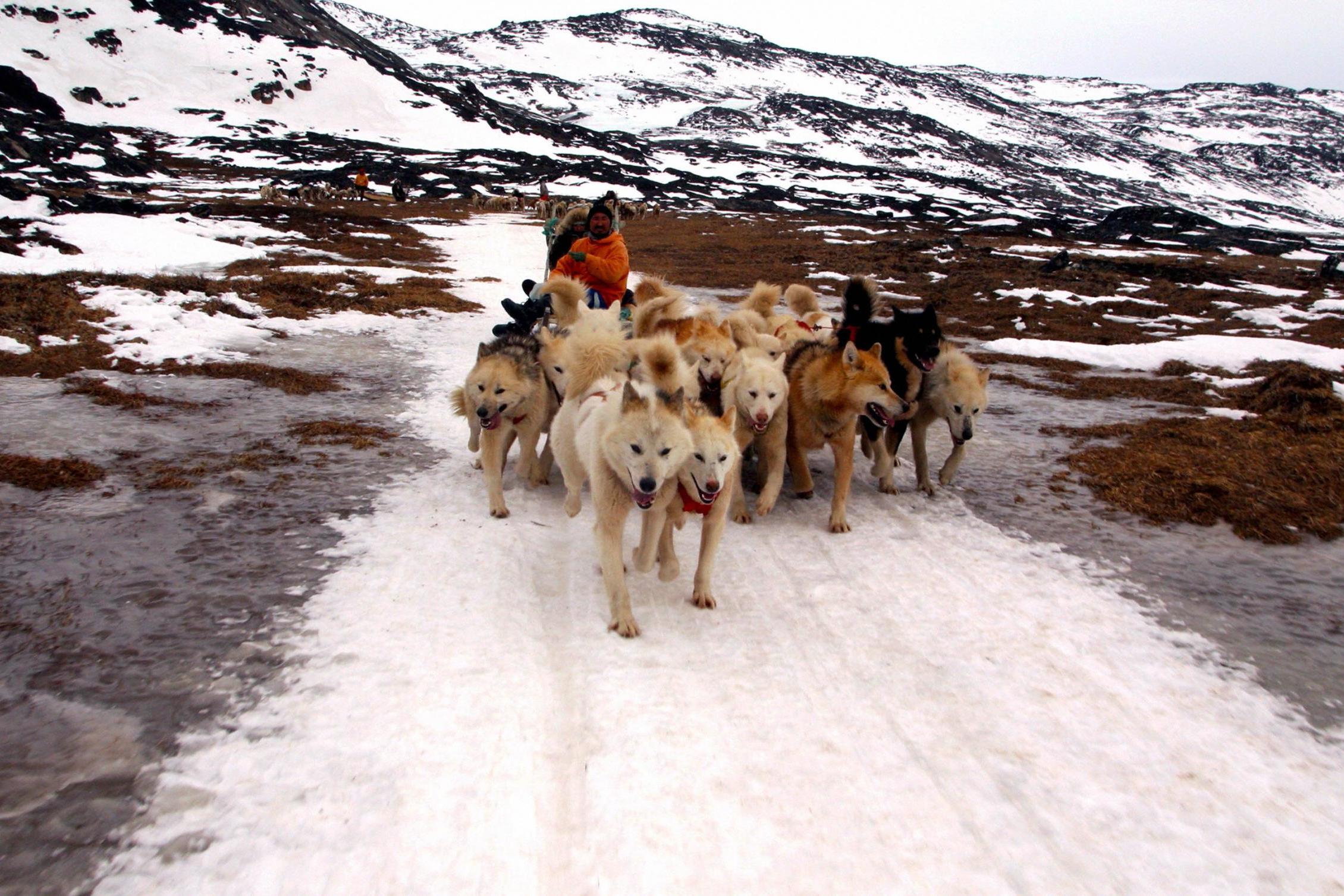 Dogs lead their sled along a trail at the end of the winter season in Greenland, 2006 (AFP/Getty)