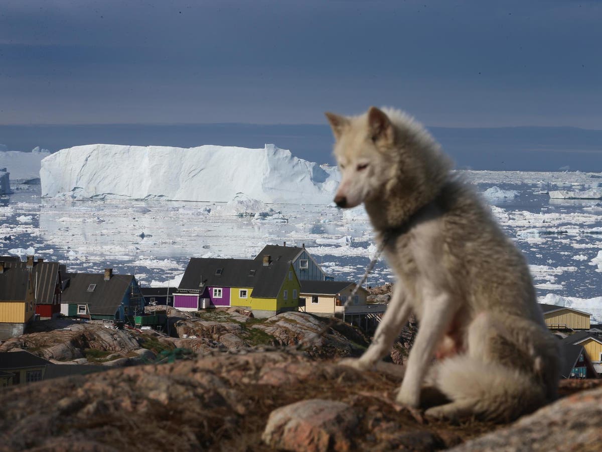 The ancient roots of Arctic sled dogs