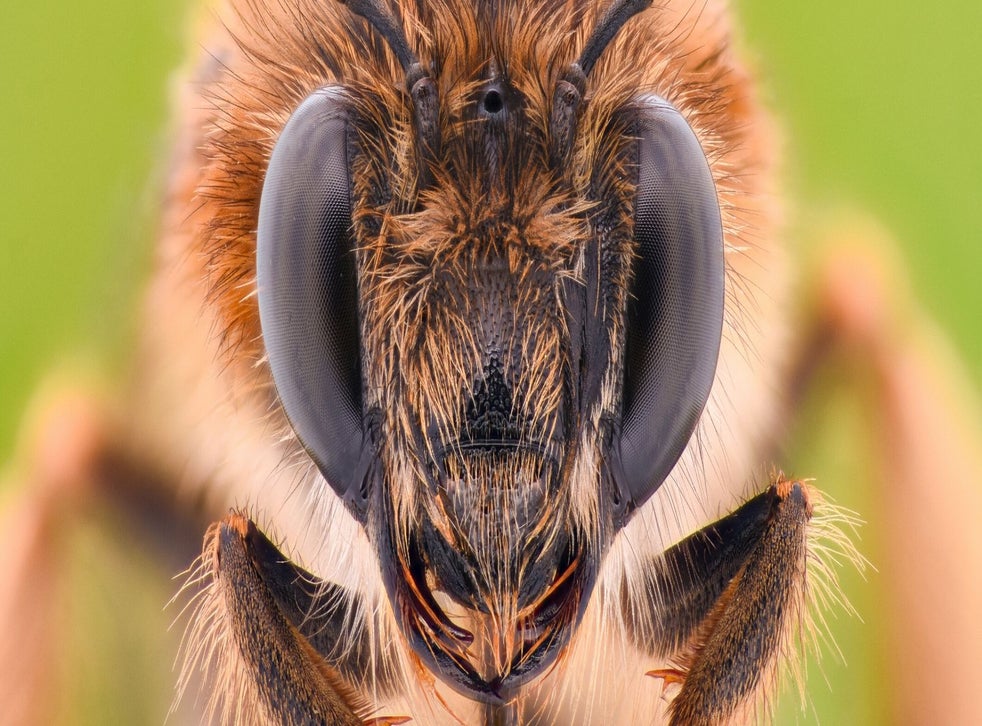 Pregnant woman does a photoshoot with bees on her stomach, even though ...