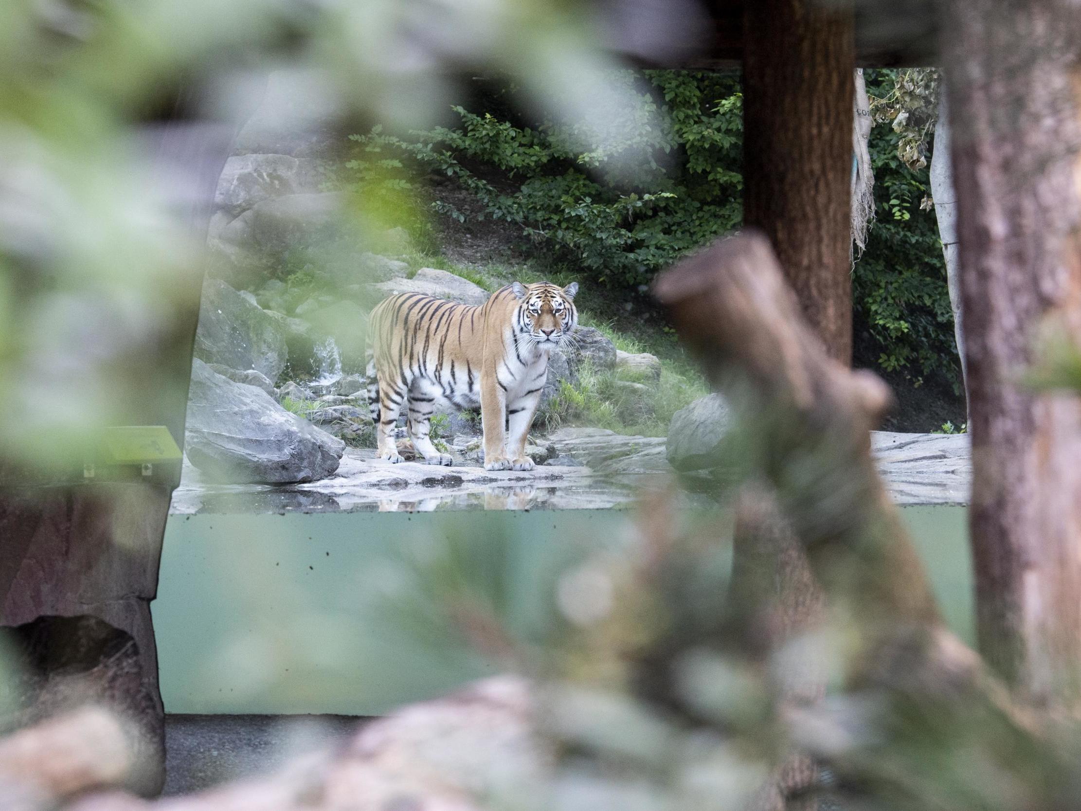 Male Tiger named Sayan in Zoo Zurich after the accident in the tiger enclosure where a keeper was killed