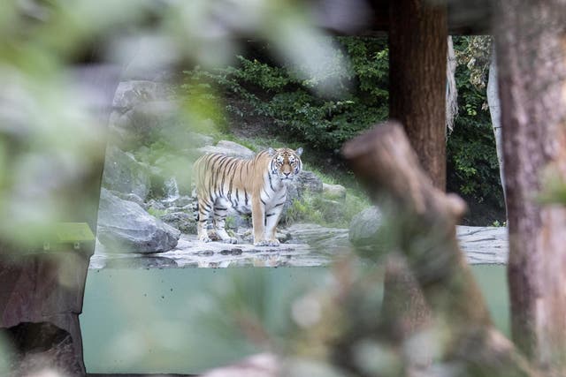 Male Tiger named Sayan in Zoo Zurich after the accident in the tiger enclosure where a keeper was killed