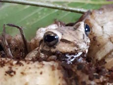 Frog found in supermarket banana delivery after 5,000-mile journey