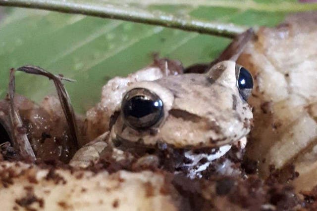 Photo issued by RSPCA Cymru of a frog, believed to be a Banana Tree Frog, that was found in a bunch of bananas at an Asda store in Llanelli