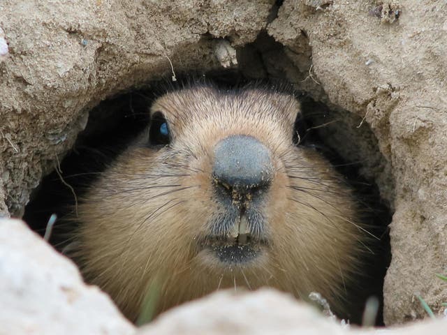 A city in Inner Mongolia has asked people to report any sick or dead marmots following a reported case of plague